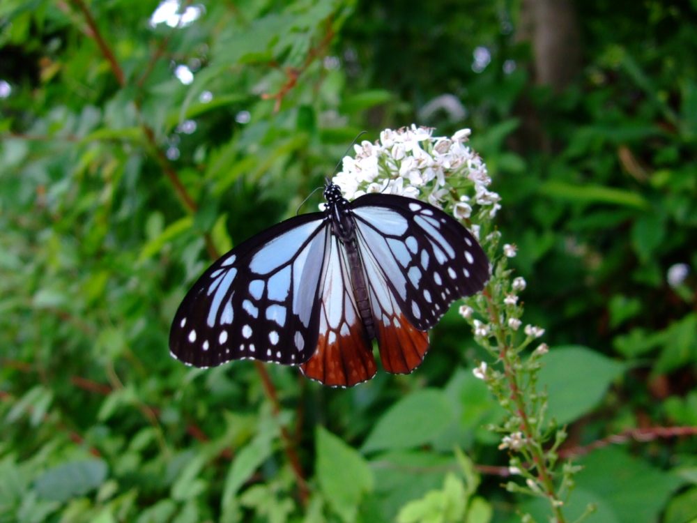 trail walking tour to Mt. Takao – Tourguide／Officezipang